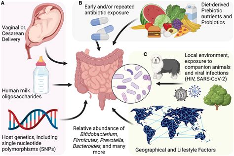 Gut Microbiota And Microbial Metabolism In Early Risk Of