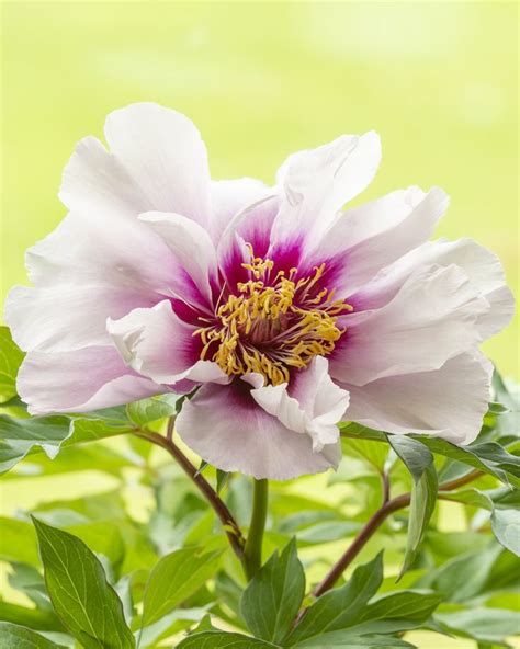 Peony Cora Louise Bare Roots — Buy Itoh Peonies Online At Farmer
