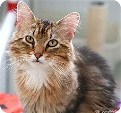It has a distinctive physical appearance and valuable hunting skills. St Louis, MO - Maine Coon. Meet Roland a Cat for Adoption.