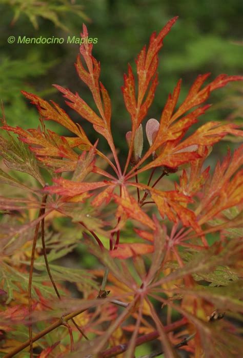 A Japonicum Green Cascade Mendocino Maples Nursery