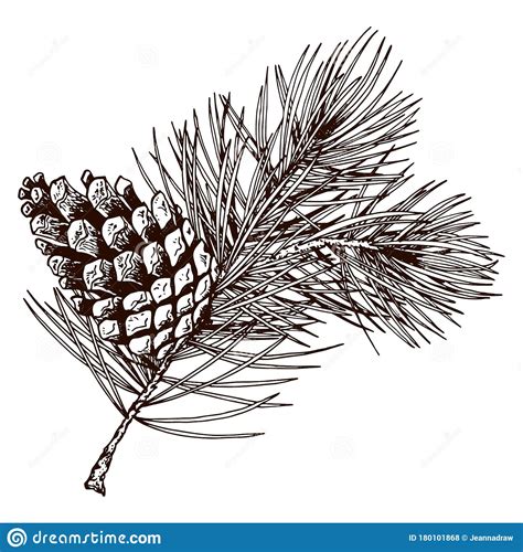 Realistic Pine Branch With Cone Stock Vector Illustration Of Drawing