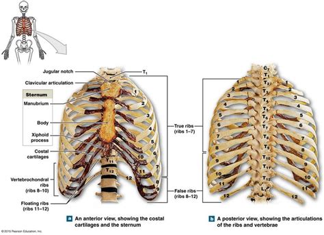 The Thoracic Cage An Anterior And Posterior View Thoracic Cage