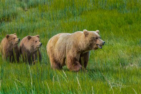 Grizzly Bear With Two Cubs Photo Alaska Usa Photos By Jess Lee
