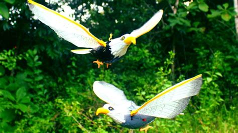 Burung rajawali termasuk burung syang sangat populer. 660 Koleksi Gambar Burung Rajawali Keren HD Terbaik ...