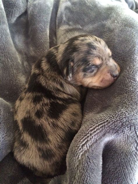 Meg is your dream puppy. Blue dapple dachshund mix puppy, Pippa! | Dapple dachshund ...