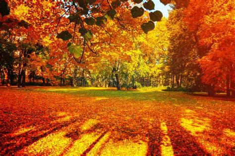 Trees In Fall Stock Image Image Of Orange Trees Sunny 443441