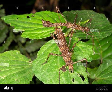 Pair Of Spiny Stick Insects Phasmids In Montane Rainforest At Night