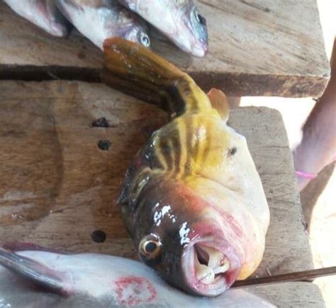 We did not find results for: Fish poisoning: Victims knew pufferfish could kill, yet ...