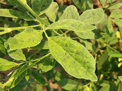 Mungbean Yellow Mosaic Virus Pests And Diseases