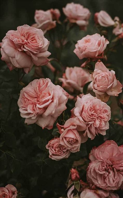 Beautiful Pink Roses Blush Flowers Flower Aesthetic Pink Flowers