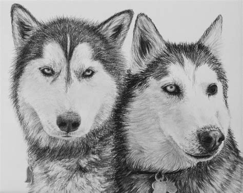 Light pencil (ideally a 4h pencil) dark pencil. Siberian Huskies Drawing