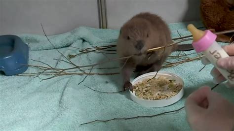 Adorable Baby Beaver Getting Nursed Back To Health In Oklahoma Top