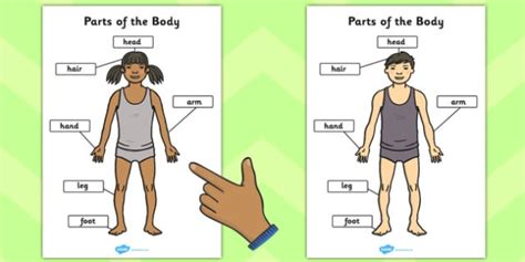 Parts Of The Body Simple