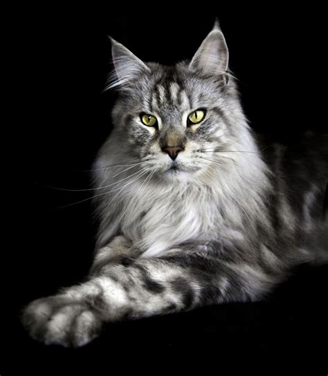 Playing cats cause tv to crash. Maine Coon Cat......Photo by Sue Demetriou | Maine Coon ...