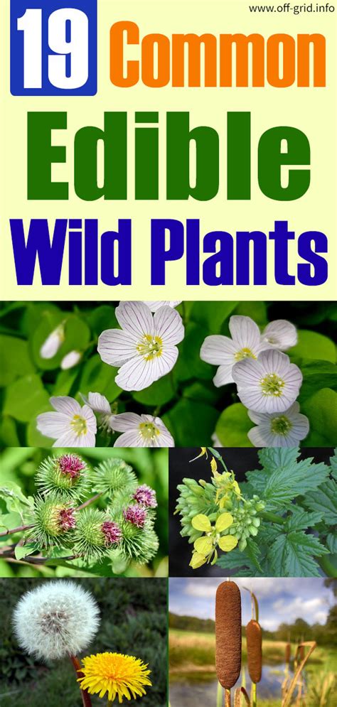 19 Common Edible Wild Plants Edible Wild Plants Wild Plants Plants