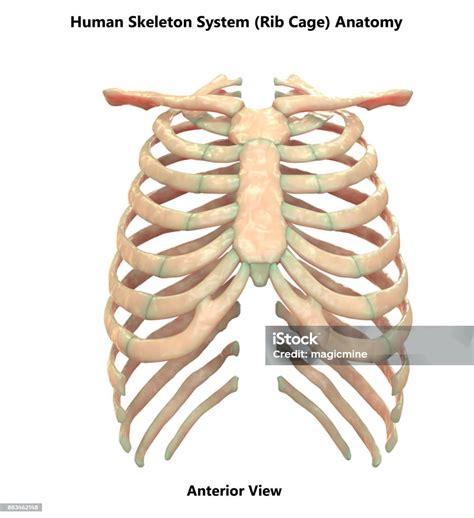 Human Skeleton System Rib Cage Anatomy Stock Photo Download Image Now