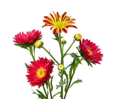 13 Different Types Of Chrysanthemums Plus Planting Tips And Health