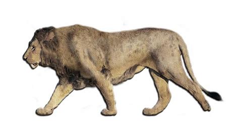 European Eurasian Cave Lion