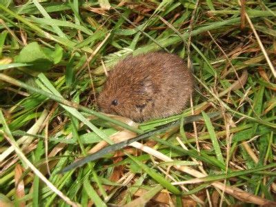 For instance, voles love to eat grubs, so by getting rid of the grubs, you'll send the voles packing to find another food source. Vole Control: How To Get Rid Of Voles | To get, How to get ...