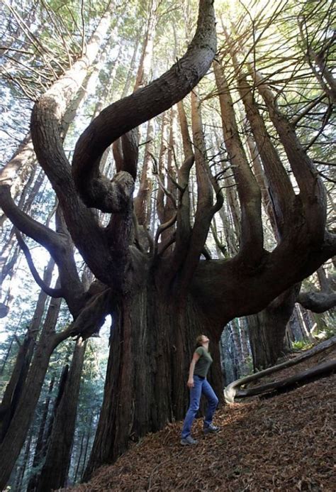 Browse The Worlds Most Amazing Majestic Trees