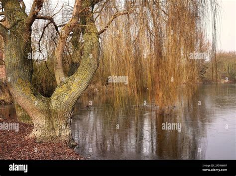 Autumn Scene Of A Weeping Willow Tree On The Banks Of A Lake Stock