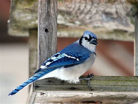 Blue Jay Free Photo Download Freeimages