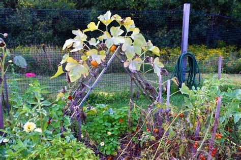 How To Trellis And Grow Squash Vertically For Higher Yields In Less