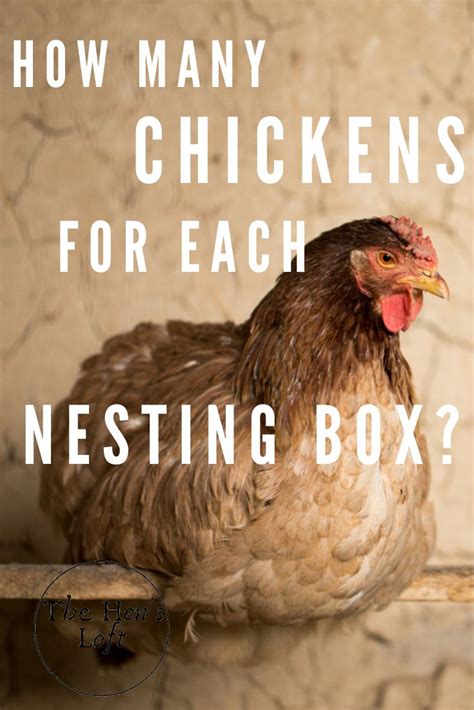 How many nest boxes do i need for my hens? How Many Nesting Boxes Per Chicken (A Guide To Nesting ...