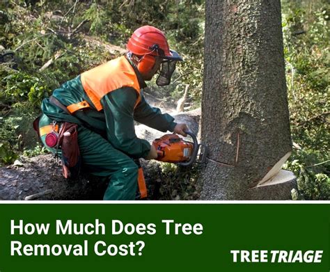 How Much Does Tree Removal Cost The Average Homeowner