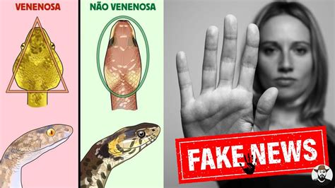 Como Identificar Uma Cobra Pe Onhenta Venenosa Youtube