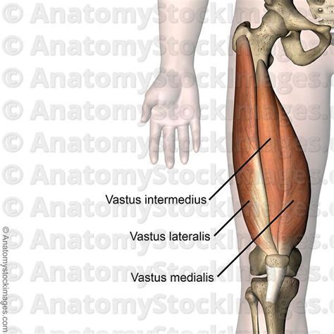 Anatomy Stock Images | knee-musculus-quadriceps-femoris-vastus
