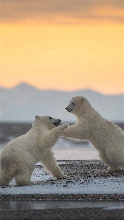 Bing Hd Wallpaper Feb 27 2024 International Polar Bear Day Bing