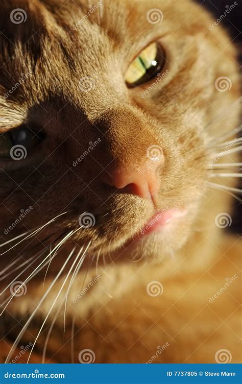 Cat With Attitude Stock Image Image Of Golden Expression 7737805