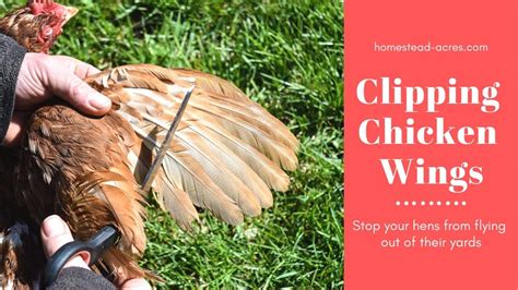 How To Clip Chickens Wings Easy Feather Clipping Homestead Acres
