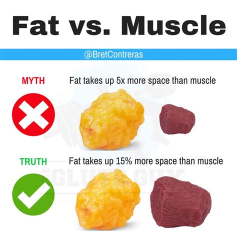 Fat Vs Muscle —