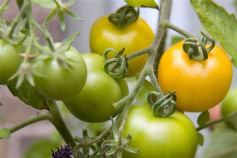 The Top Tomato Varieties To Grow Bbc Gardeners World Magazine