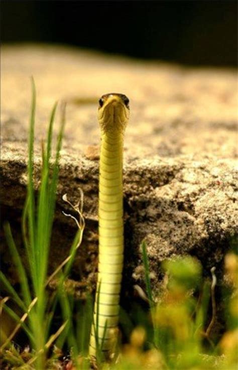 Alligator warming in the sun bear shedding fur squirrel reproducing young … cougar hunting. Is That Snake Venomous? - A Guide to the Key ...