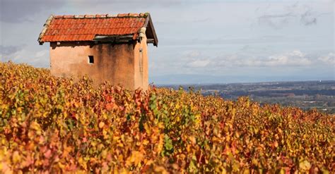 Your Guide To Morgon In Beaujolais Region Winetourism Com