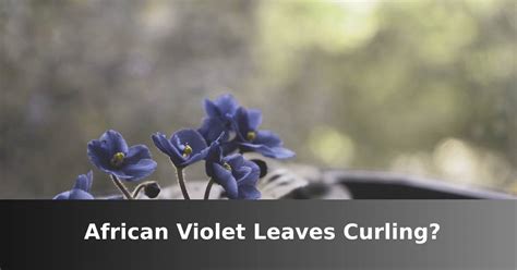African Violet Leaves Curling Causes And Solutions