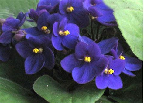 The state flower of new jersey was originally designated as such by a resolution of the legislature in 1913. Beautiful New Jersey State Flower - Violets - After over ...