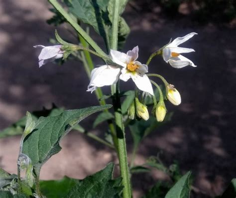 white nightshade – I Love Griffith Park