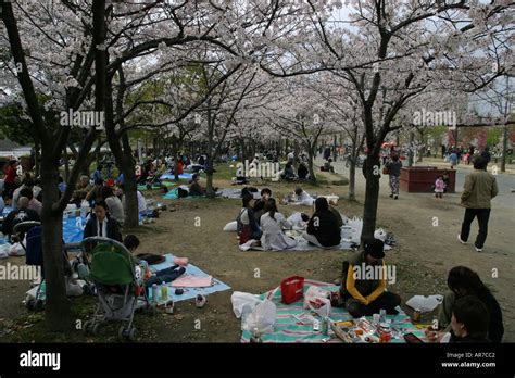 Japanese People Enjoying A Picnic Under The Spring Cherry Blossoms In