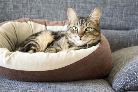 8 Best Cat Beds For Your Snoozing Feline Great Pet Care