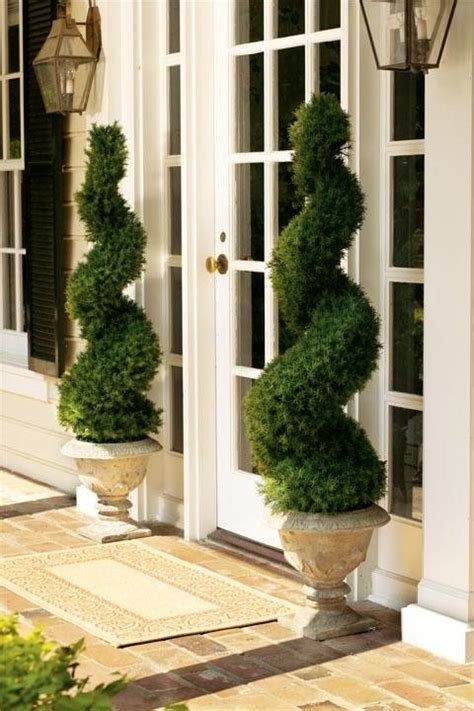 Blue pfitzer juniper (spiral) great topiary plant used widely; Spiral Alberta Spruce Topiaries in Urns - they add color ...