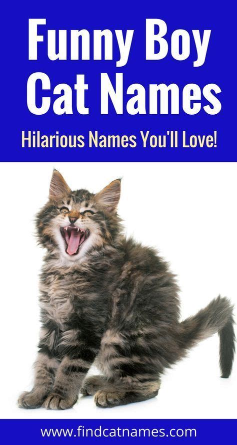 Kitten Names In 2020 Funny Cat Names Boy Cat Names Cute Cat Names
