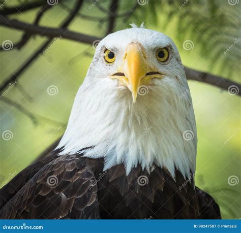Bald Eagle Portrait Eyes Looking Forward Closeup Detail Stock Image