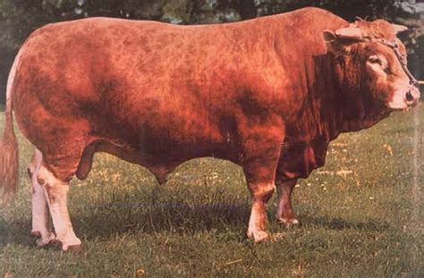 Origine e zona di diffusione. Razze bovine: Limousine