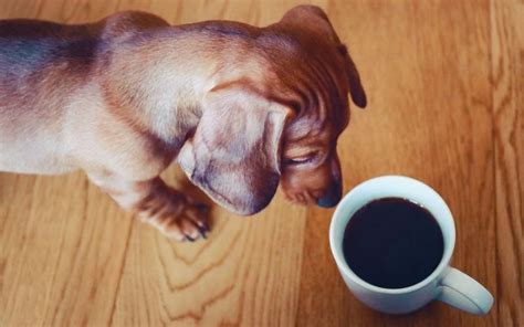 What To Do Pet Consumes Coffee Death Wish Coffee Company