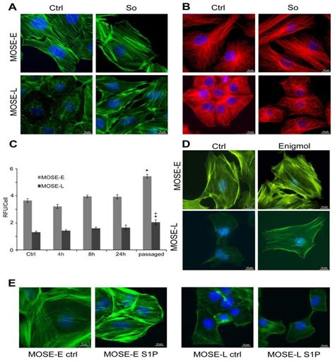 Biomolecules Free Full Text Regulation Of Cytoskeleton Organization