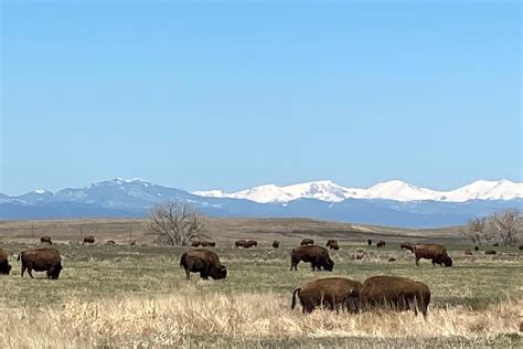 Rocky Mountain Arsenal National Wildlife Refuge Colorado Birding Trail